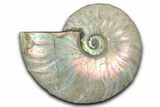 Silver Iridescent Ammonite (Cleoniceras) Fossil - Madagascar #346724-1